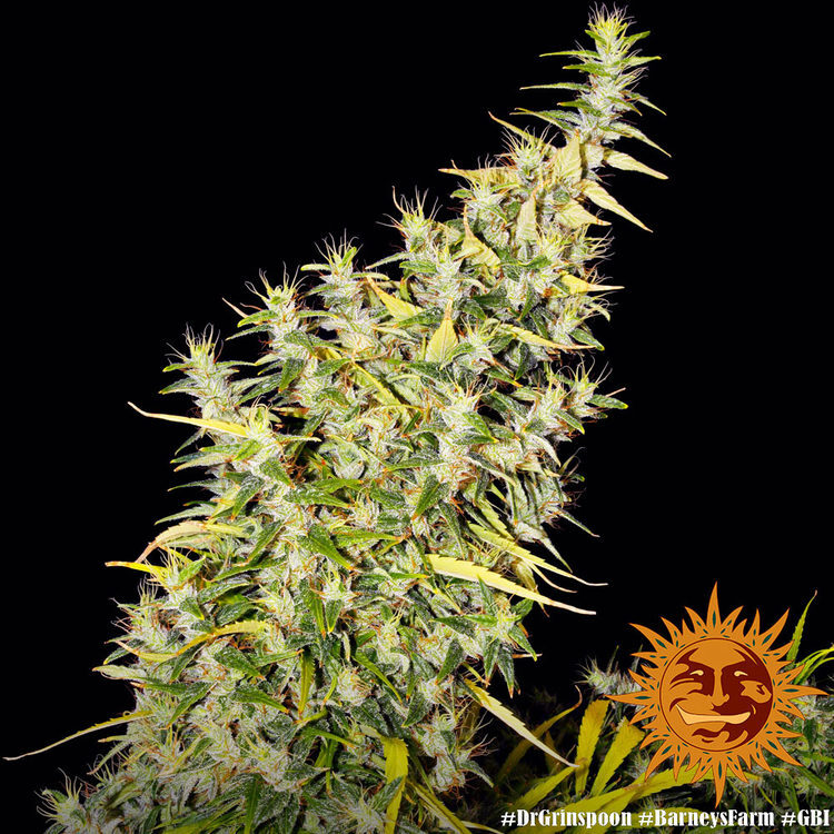 Barney's Farm - Dr. Grinspoon (fem.)
