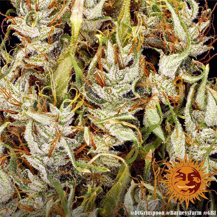 Barney's Farm - Dr. Grinspoon (fem.)