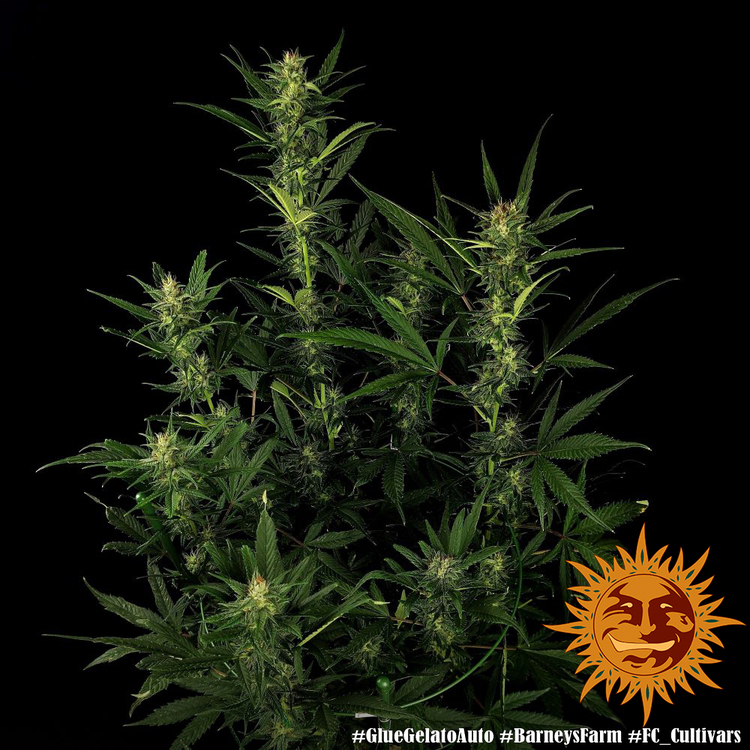 Barney's Farm - Glue Gelato Auto (auto/fem.)