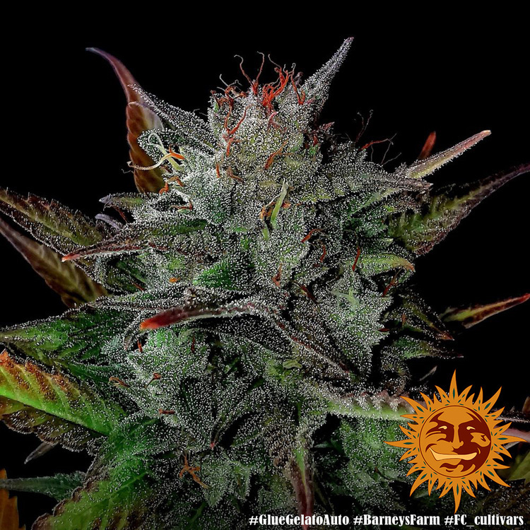 Barney's Farm - Glue Gelato Auto (auto/fem.)
