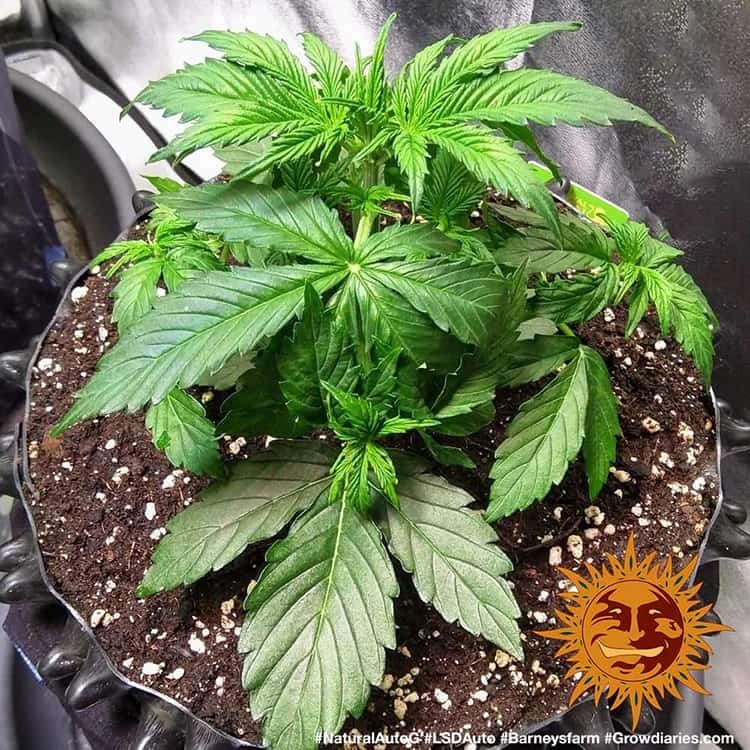 Barney's Farm - LSD Auto (auto/fem.)