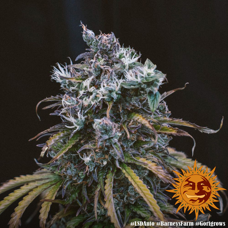 Barney's Farm - LSD Auto (auto/fem.)