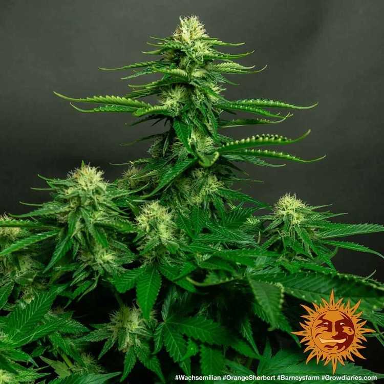 Barney's Farm - Orange Sherbert (fem.)