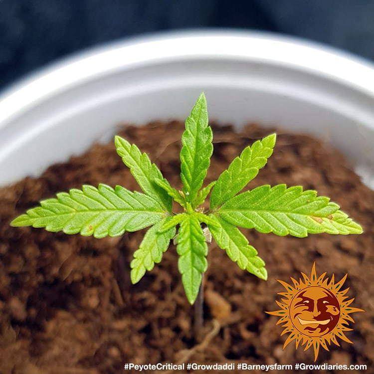 Barney's Farm - Peyote Critical (fem.)