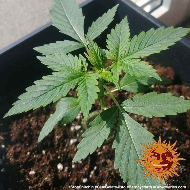 Barney's Farm - Glue Gelato Auto (auto/fem.)