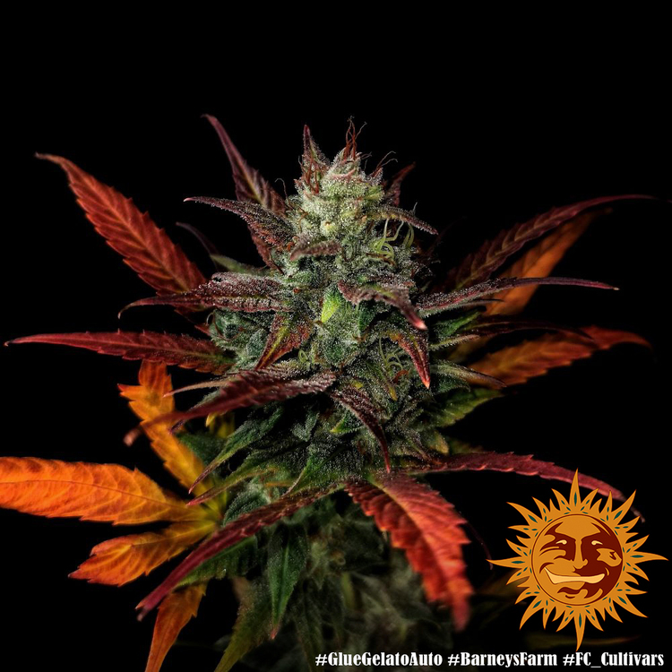 Barney's Farm - Glue Gelato Auto (auto/fem.)