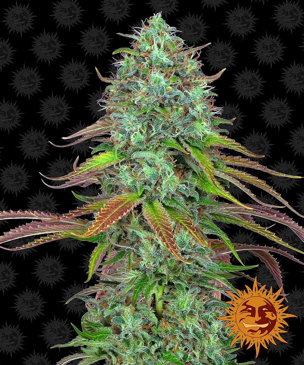 Barney's Farm - LSD Auto (auto/fem.)