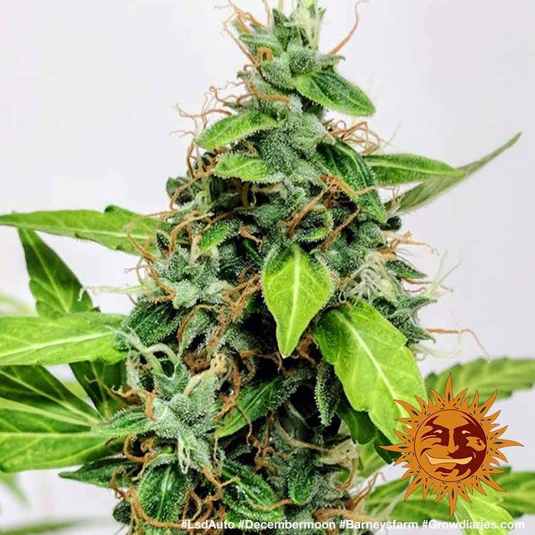 Barney's Farm - LSD Auto (auto/fem.)