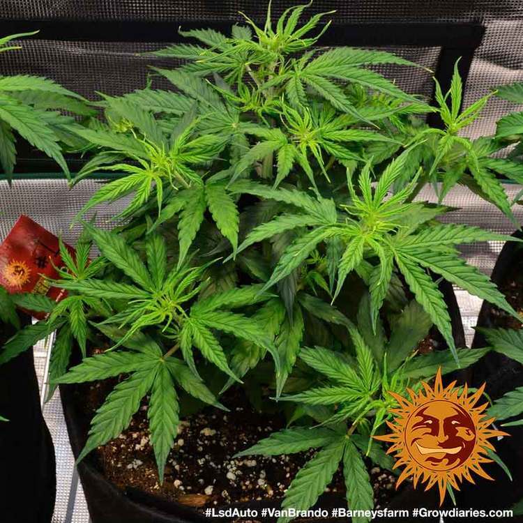 Barney's Farm - LSD Auto (auto/fem.)