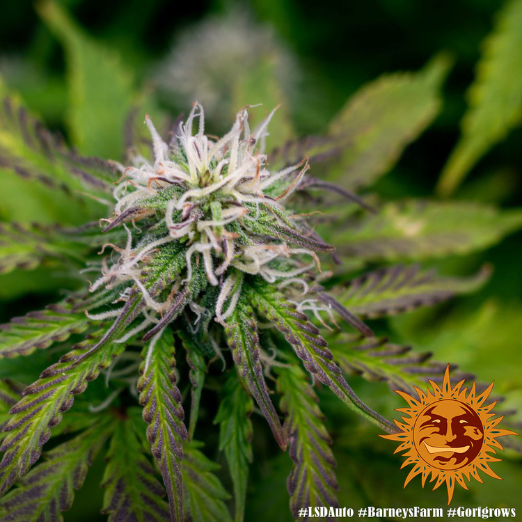 Barney's Farm - LSD Auto (auto/fem.)