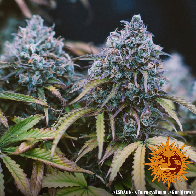Barney's Farm - LSD Auto (auto/fem.)