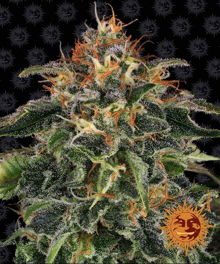 Barney's Farm - Moby Dick (fem.) Barney's Farm - Moby Dick (fem.)