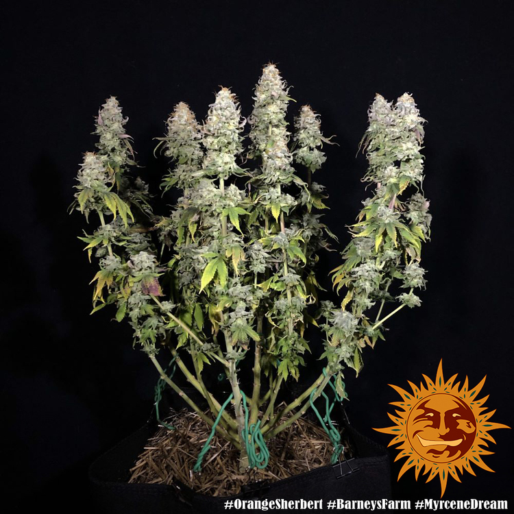 Barney's Farm - Orange Sherbert (fem.)