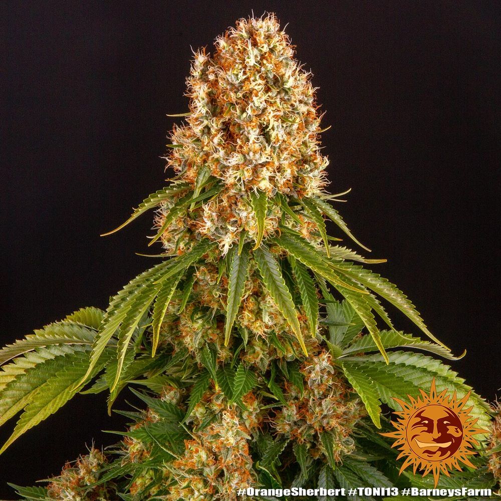 Barney's Farm - Orange Sherbert (fem.)
