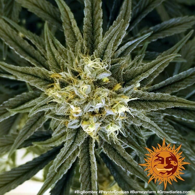 Barney's Farm - Peyote Cookies (fem.)
