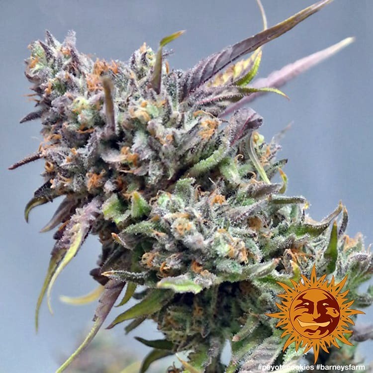 Barney's Farm - Peyote Cookies (fem.)