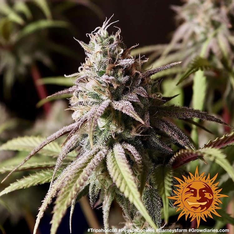 Barney's Farm - Peyote Cookies (fem.)