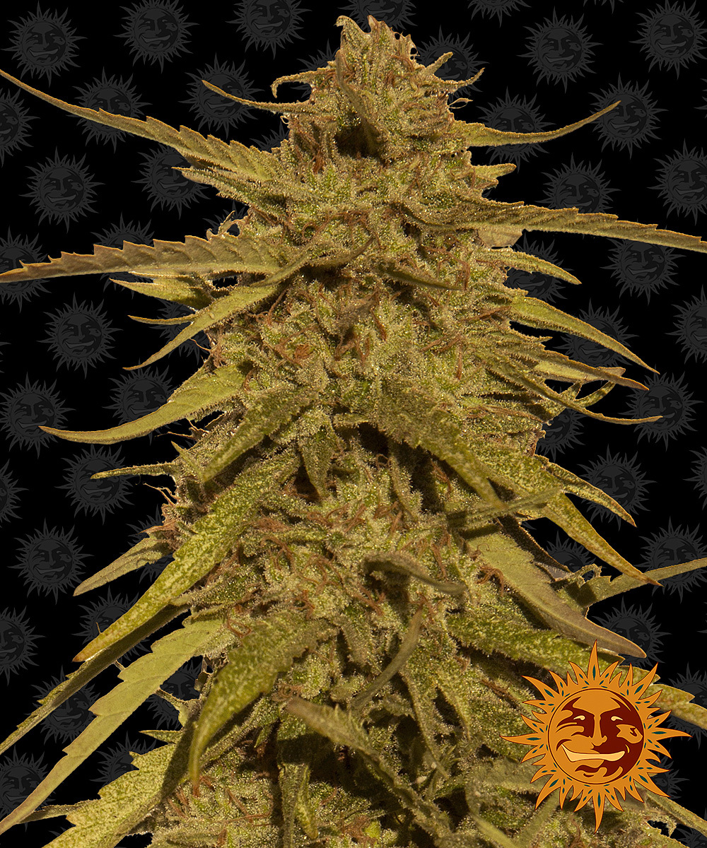 Barney's Farm - Pineapple Haze (reg.)