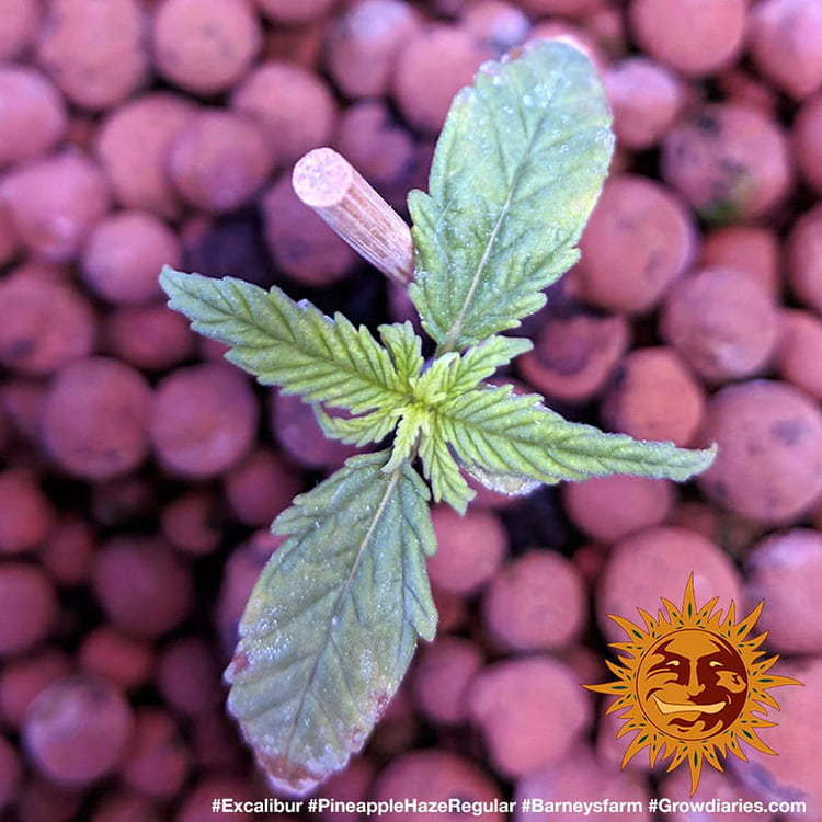 Barney's Farm - Pineapple Haze (reg.)