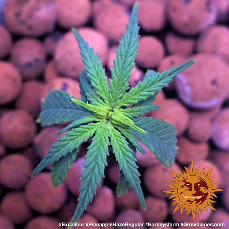 Barney's Farm - Pineapple Haze (reg.)