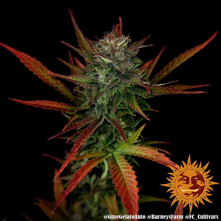 Barney's Farm - Glue Gelato Auto (auto/fem.)