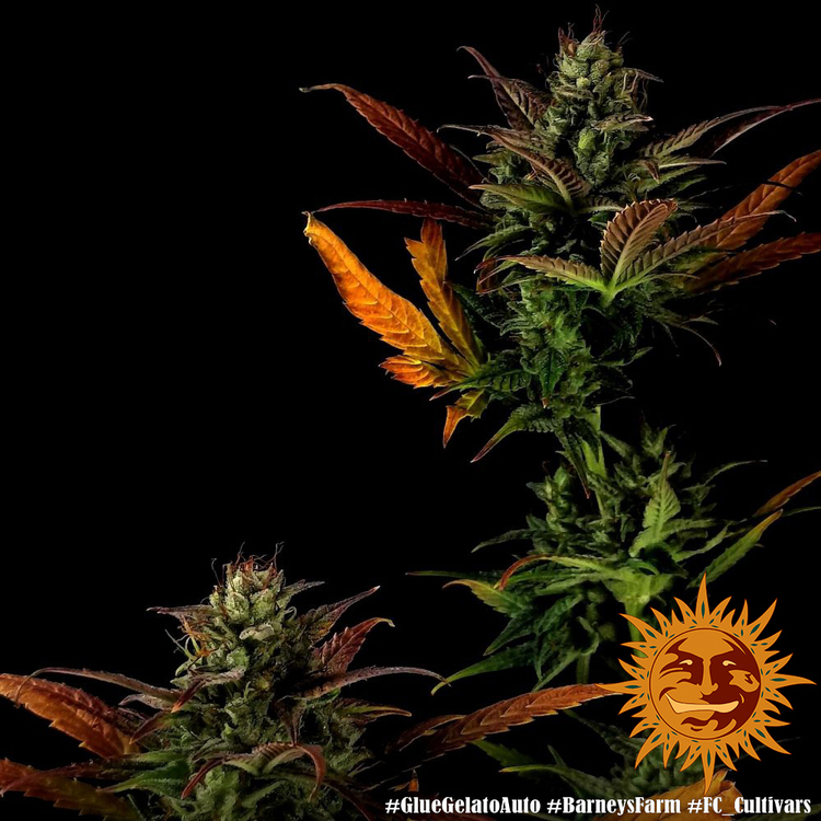 Barney's Farm - Glue Gelato Auto (auto/fem.)
