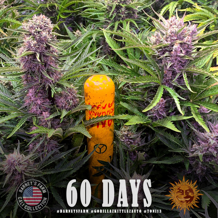 Barney's Farm - Gorilla Zkittlez Auto (auto/fem.)