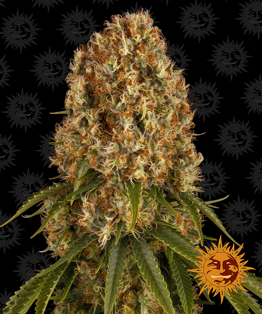 Barney's Farm - Orange Sherbert (fem.)