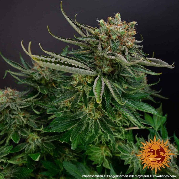 Barney's Farm - Orange Sherbert (fem.)