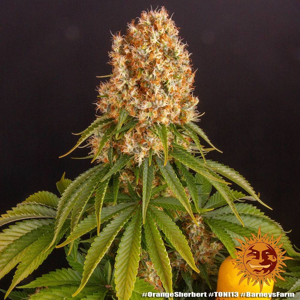 Barney's Farm - Orange Sherbert (fem.)