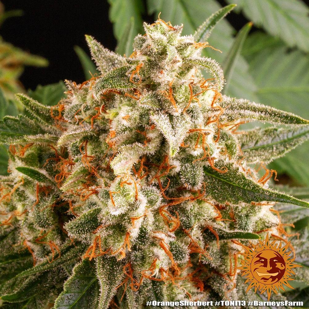 Barney's Farm - Orange Sherbert (fem.)