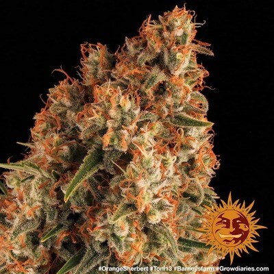Barney's Farm - Orange Sherbert (fem.) 06159