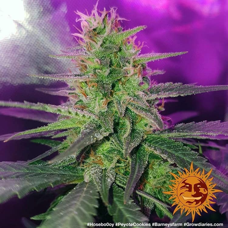 Barney's Farm - Peyote Cookies (fem.)