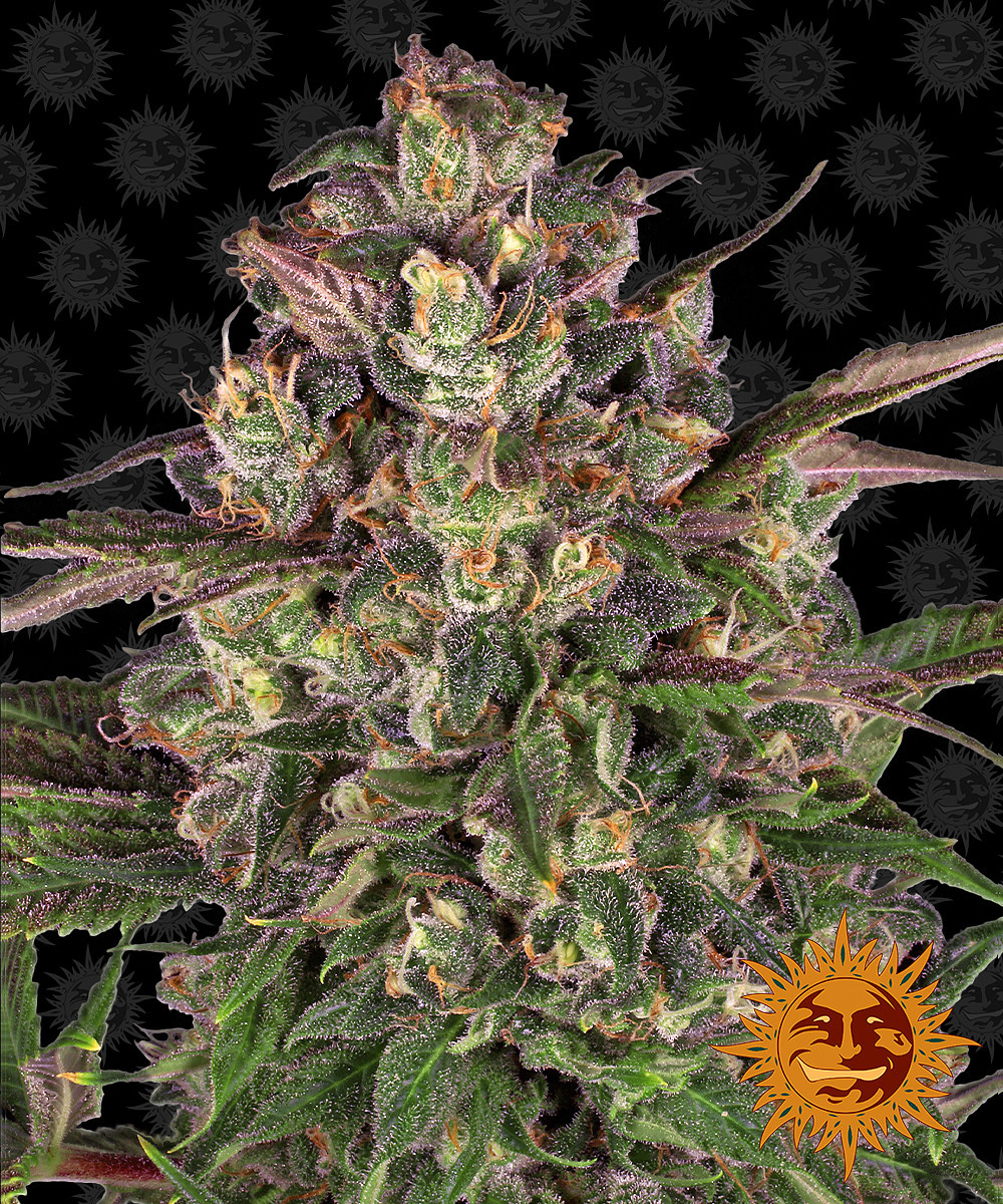Barney's Farm - Peyote Critical (fem.)
