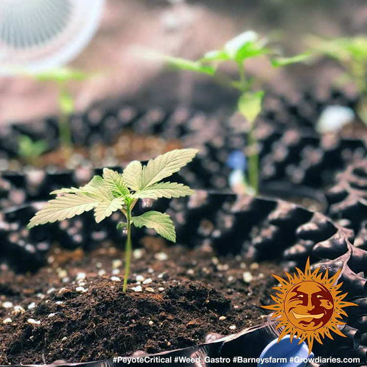 Barney's Farm - Peyote Critical (fem.)