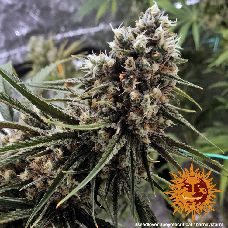 Barney's Farm - Peyote Critical (fem.)