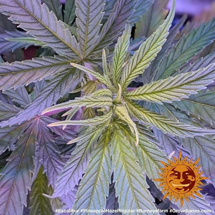 Barney's Farm - Pineapple Haze (reg.)