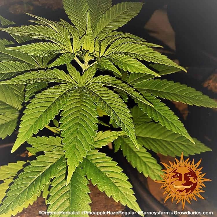 Barney's Farm - Pineapple Haze (reg.)