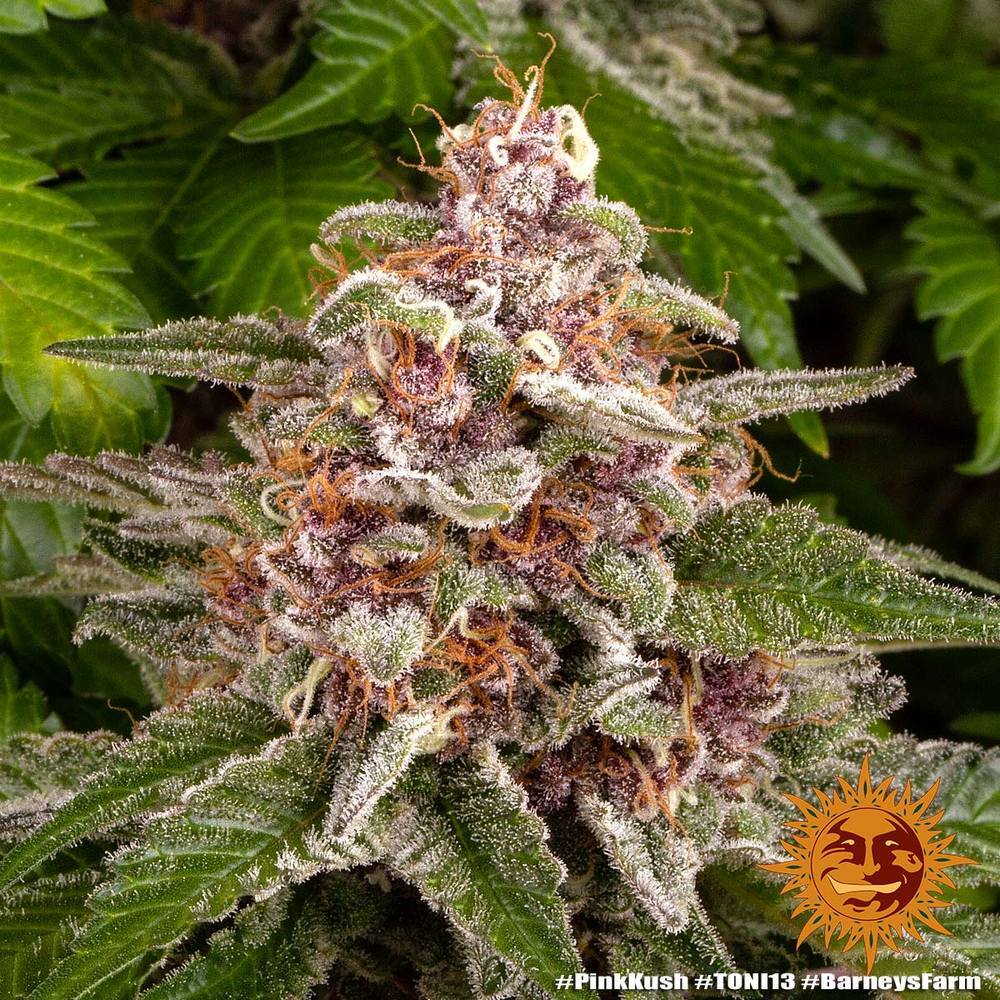 Barney's Farm - Pink Kush (fem.)