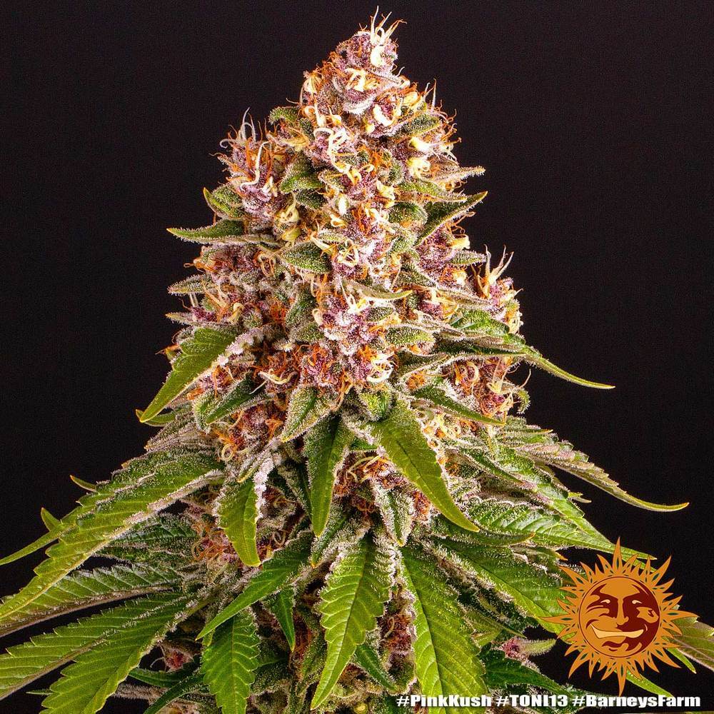 Barney's Farm - Pink Kush (fem.)