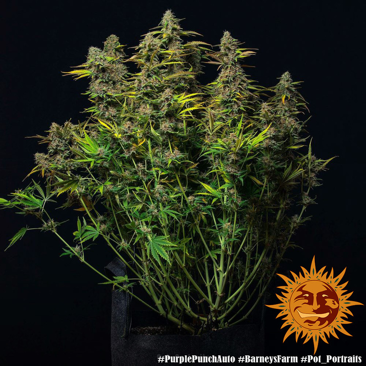 Barney's Farm - Purple Punch Auto (auto/fem.)