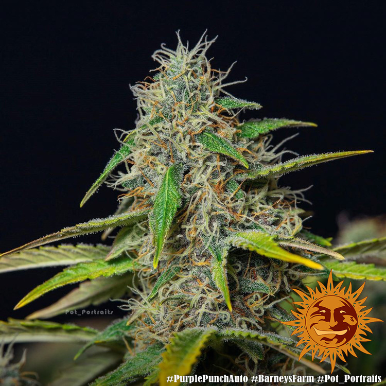 Barney's Farm - Purple Punch Auto (auto/fem.)