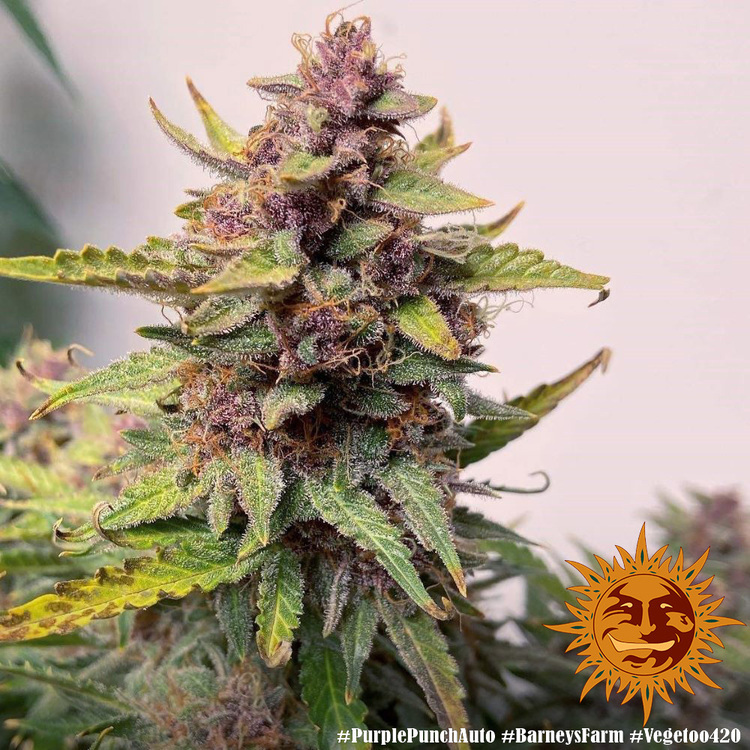 Barney's Farm - Purple Punch Auto (auto/fem.)