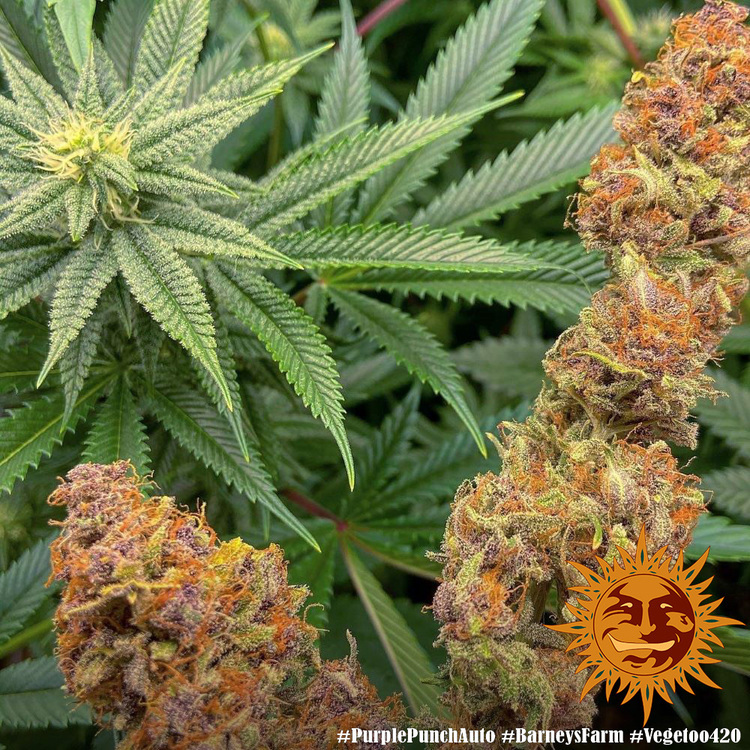 Barney's Farm - Purple Punch Auto (auto/fem.)