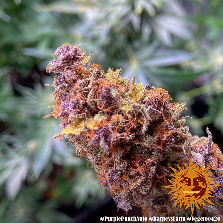 Barney's Farm - Purple Punch Auto (auto/fem.)