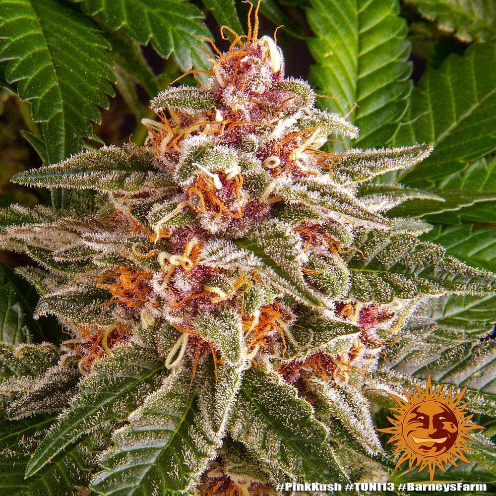 Barney's Farm - Pink Kush (fem.)