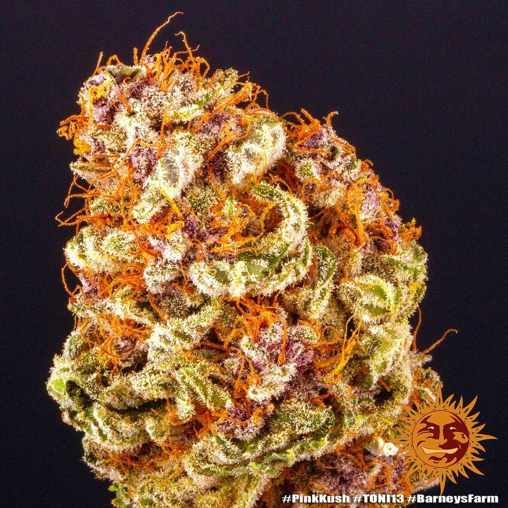 Barney's Farm - Pink Kush (fem.)