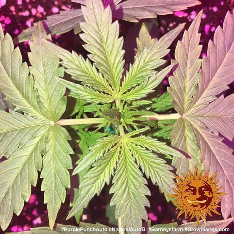 Barney's Farm - Purple Punch Auto (auto/fem.)