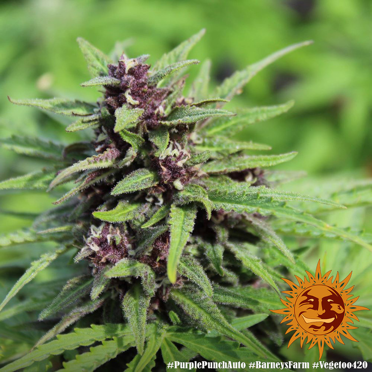 Barney's Farm - Purple Punch Auto (auto/fem.)
