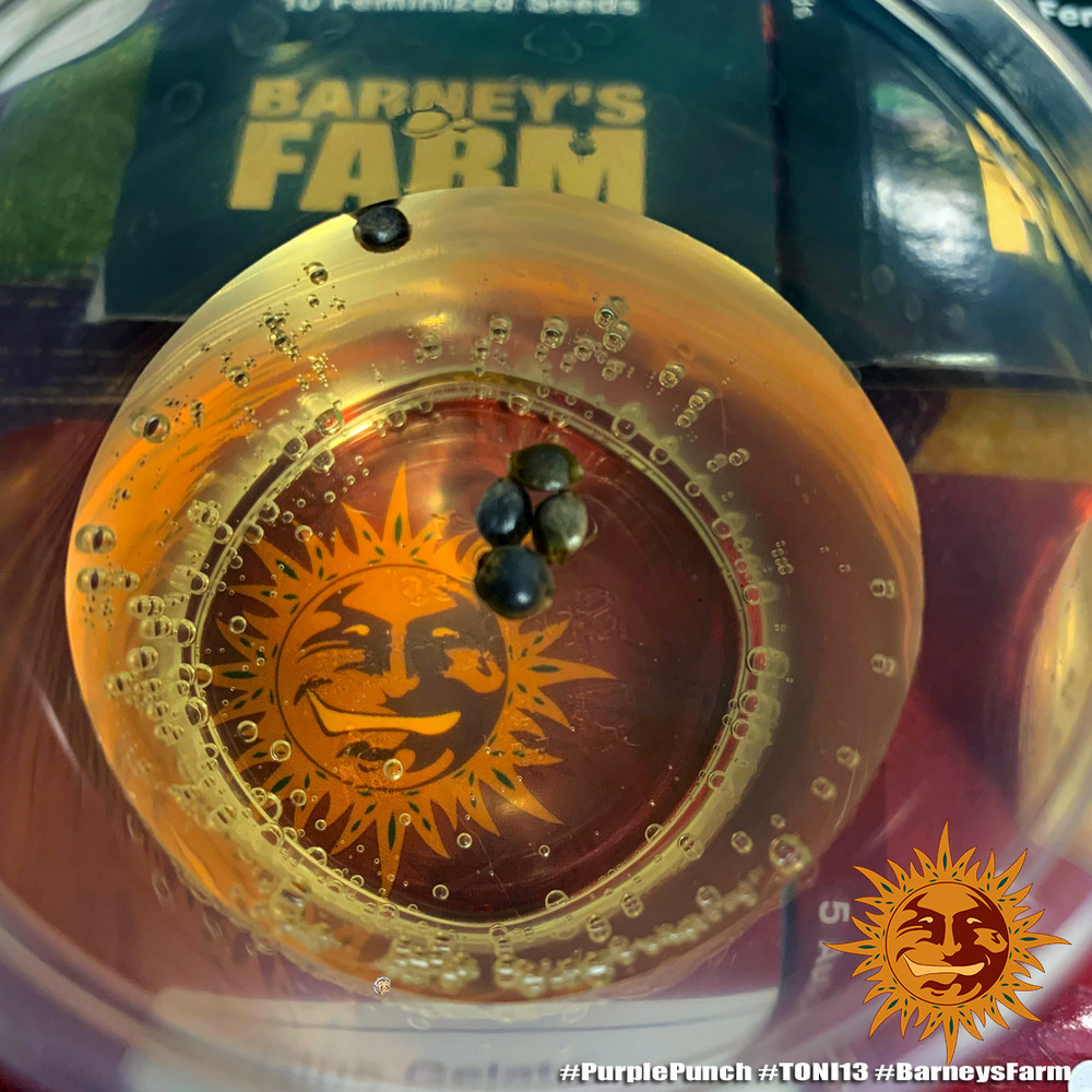 Barney's Farm - Purple Punch (fem.)